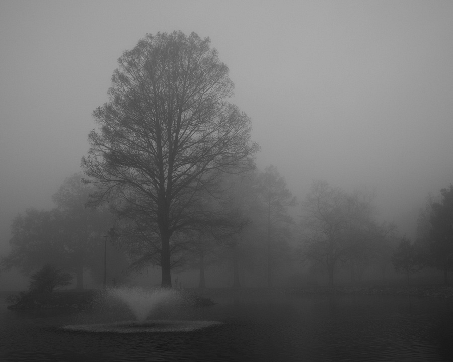 Capaha Park Fog 2